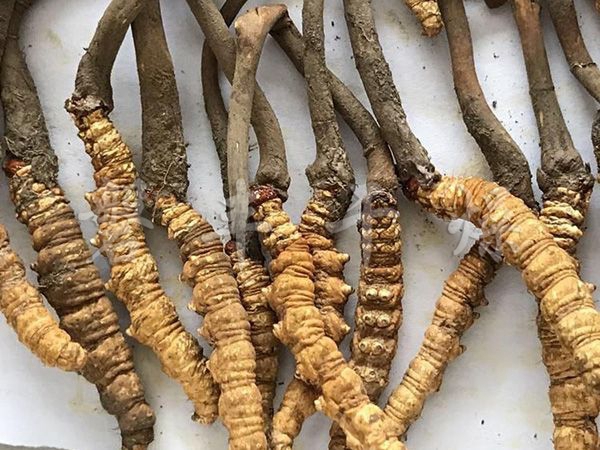 中藥材凍干機(jī)